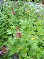 Benoite commune, Geum urbanum (prise a Lens, P-de-C)(7)